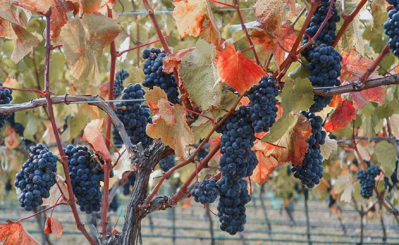Hawkshead Vineyard Grapes on Vine