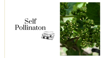 Self Pollination (Viticulture 101)