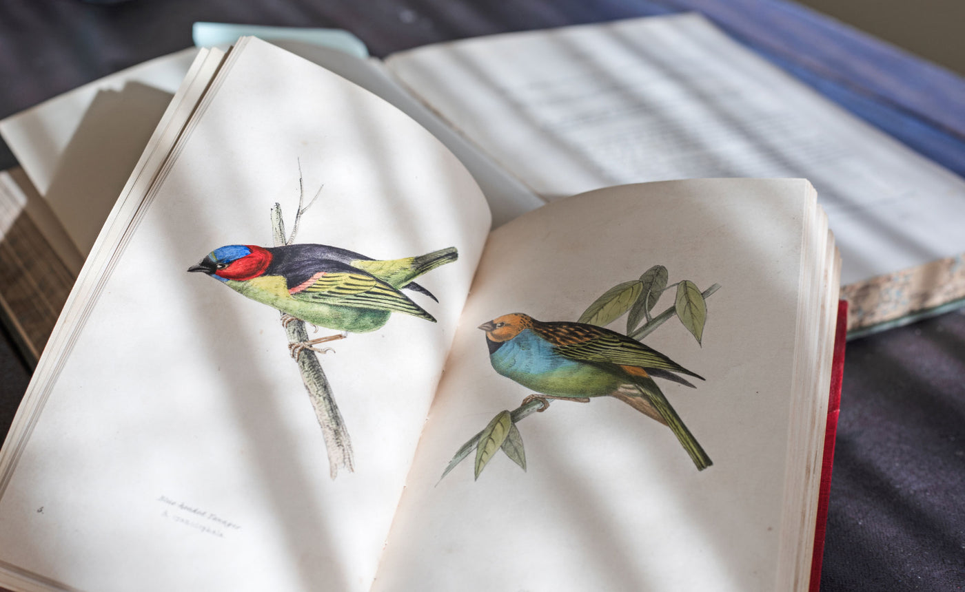Hawkshead The Label Swainson Bird Sketches